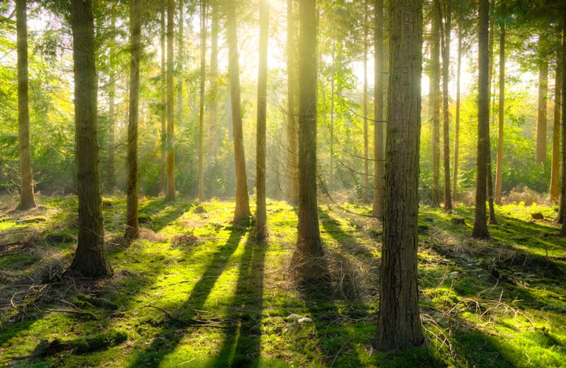 Waldweg mit Sonnenstrahlen